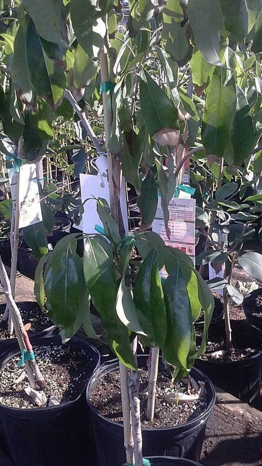 Lychee Tree - 3 Gal Pot - Live Airlayered Plant - Fresh From Our Garden - Tropical Fruit Tree - Litchi chinensis