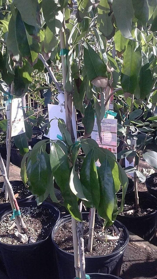 Lychee Tree - 3 Feet Tall - Airlayered Live Plant in 3 Gal Pot - Fresh from Our Garden - Good Root System
