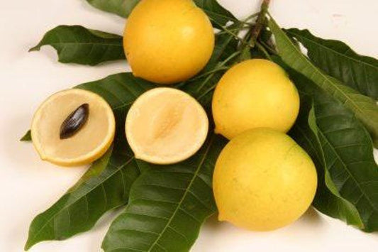 Abiu Tree 1-2ft - Pouteria Caimito - Vú S?a Hoàng Kim - 3 Gallon Pot - Tropical Fruit Plant