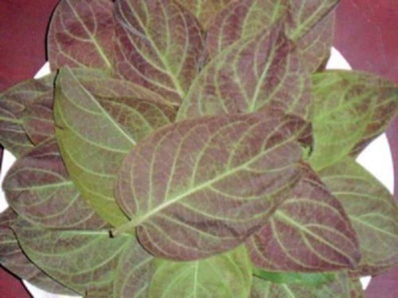 Lá M? Tam Th? Plant - 1 Live Plant in 3" Pot - Paederia foetida L - Fresh from Garden