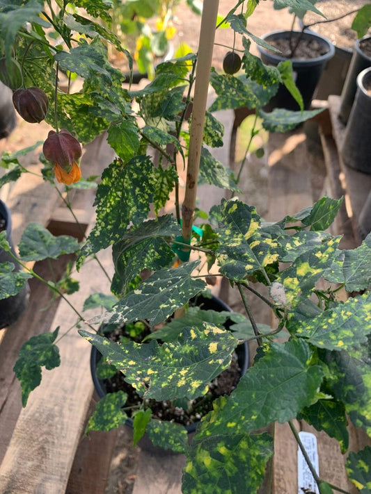 Abutilon 'Paisley' Plant in 6" Pot - Flowering Maple, 1-2 Feet Tall, Indoor/Outdoor Garden Decor