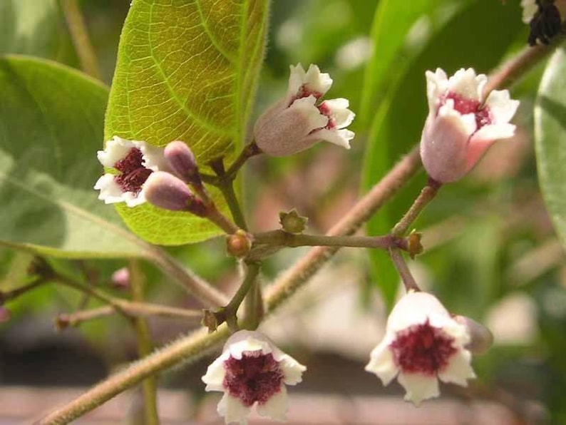 Lá M? Tam Th? Plant - 1 Gal Pot - Paederia Foetida L - Live Plant with Good Roots - Fresh from Our Garden