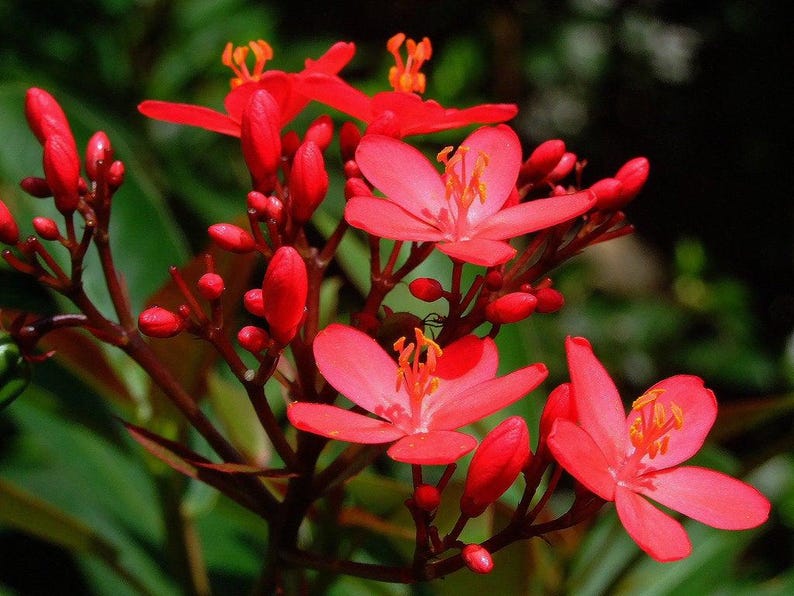 Jatropha Integerrima 'Compacta' Red Live Plant - Tropical Evergreen Shrub in 3 Gal Pot - Easy Care, Compact Hedge