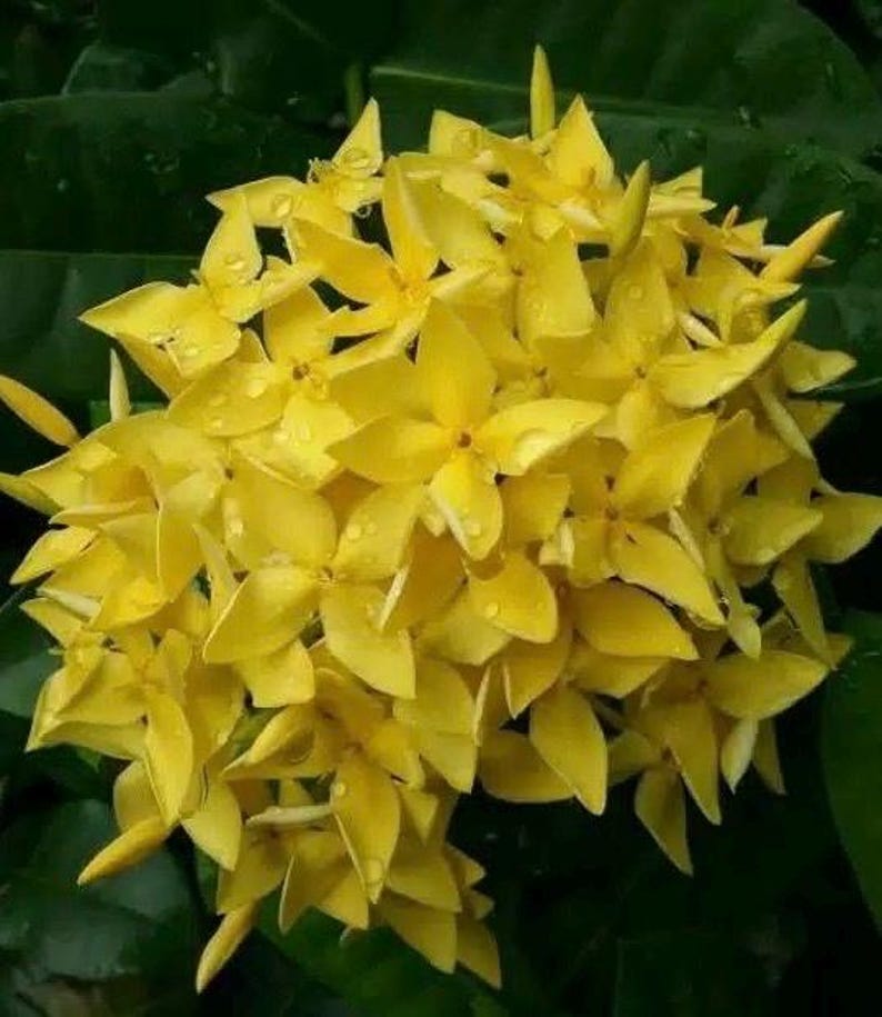 Ixora Plant in 6" Pot, Taiwanese Yellow Variety, Tropical Flowering Shrub, Ixora chinensis