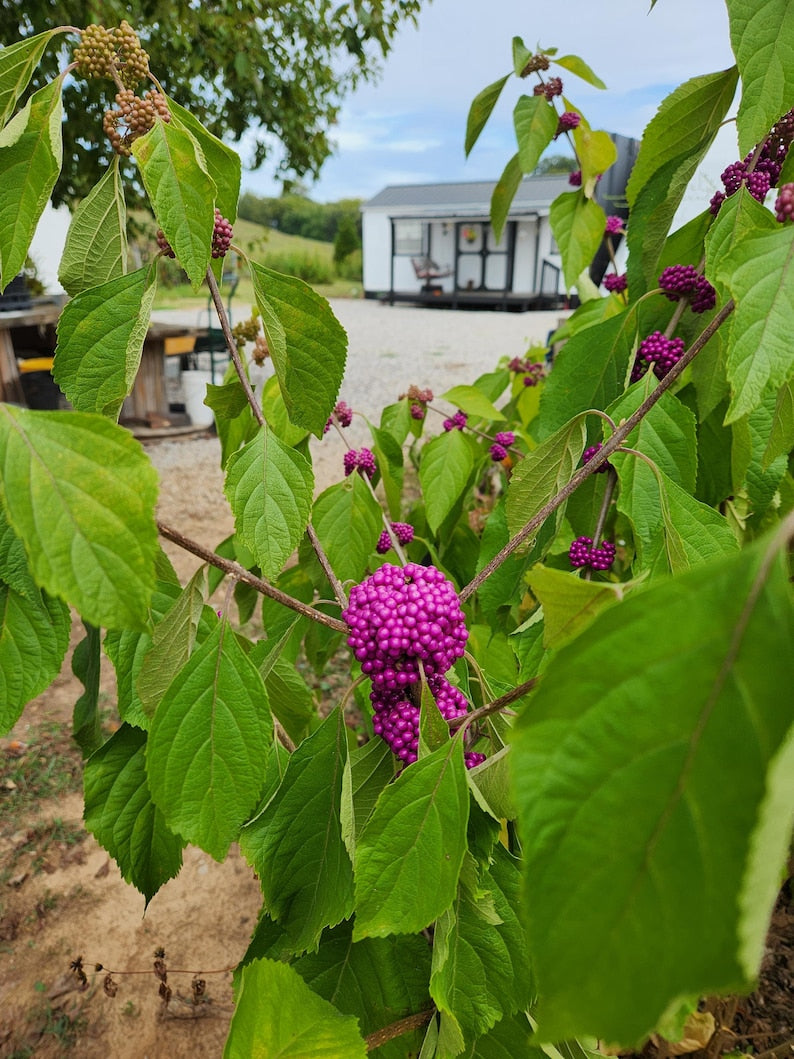 American Beautyberry Plant 4" Container Callicarpa Americana - Attracts Birds, Produces Magenta Berries, Pollinator-Friendly Flowers