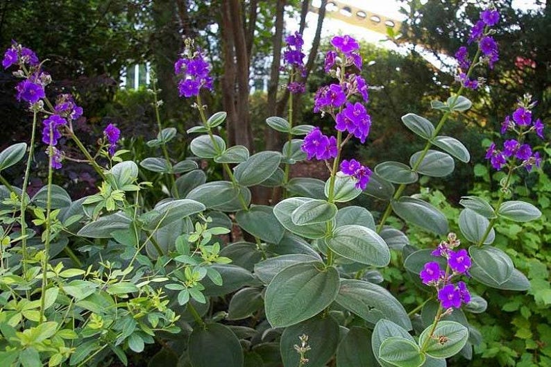 Tibouchina Heteromalla Silverleafed Princess Flower - 3 Gallon Pot - Tropical Plant for Gardens and Landscapes
