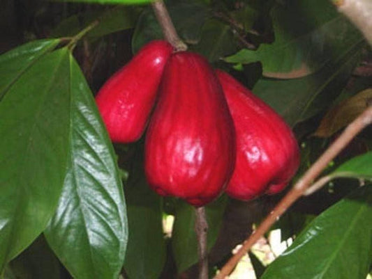 Malay Apple Tree - 3 Feet Tall - Syzygium malaccense - Mountain Apple in 3 Gallon Pot - Juicy Red Fruit