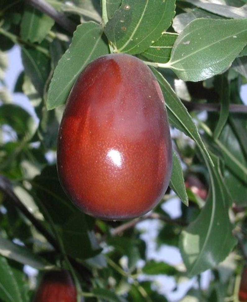Jujube Tree - 6" Pot - Lang Variety - Grafted - 1 to 2 Feet Tall - Ziziphus jujuba