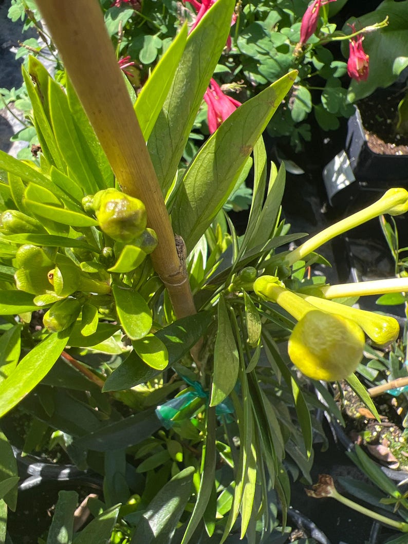 Brunfelsia americana 'Lady of the Night' - 1 Gal Pot - Fragrant Long White Flowers - Evening Blooming Plant