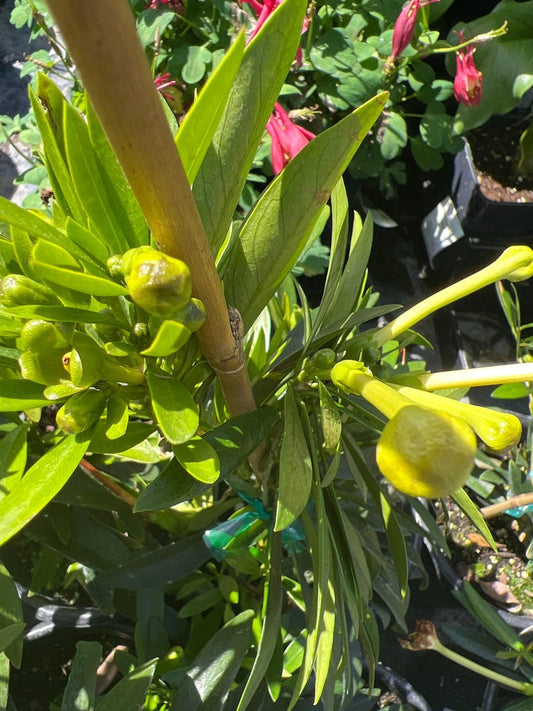 Brunfelsia americana 'Lady of the Night' - 1 Gallon Pot - Fragrant White Flowers - Evening Blooming Plant