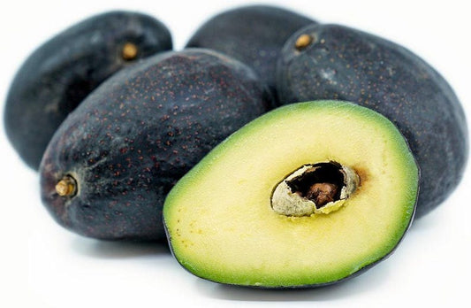 Grafted Sir Prize Avocado Tree in 6" Pot - Cold-Resistant, High-Oil, Nutty Flavor - Persea americana