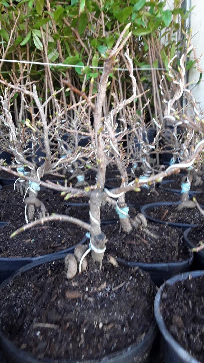 Bonsai Plant 6" Pot Mai Vàng Vi?t Nam - Vietnamese Golden Apricot Bonsai, May Have Flowers - Perfect for Home Decor