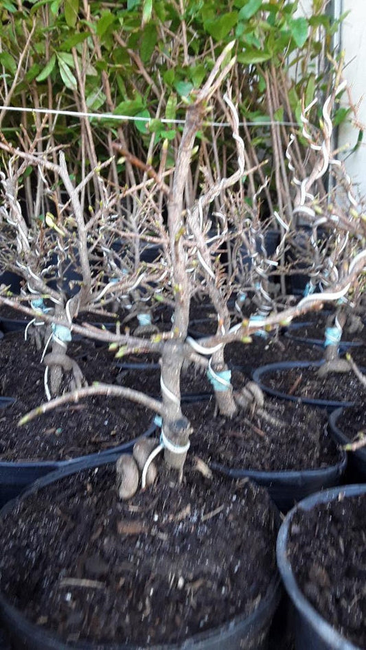 Bonsai Plant 6" Pot Mai Vàng Vi?t Nam - Vietnamese Golden Apricot Bonsai, May Have Flowers - Perfect for Home Decor