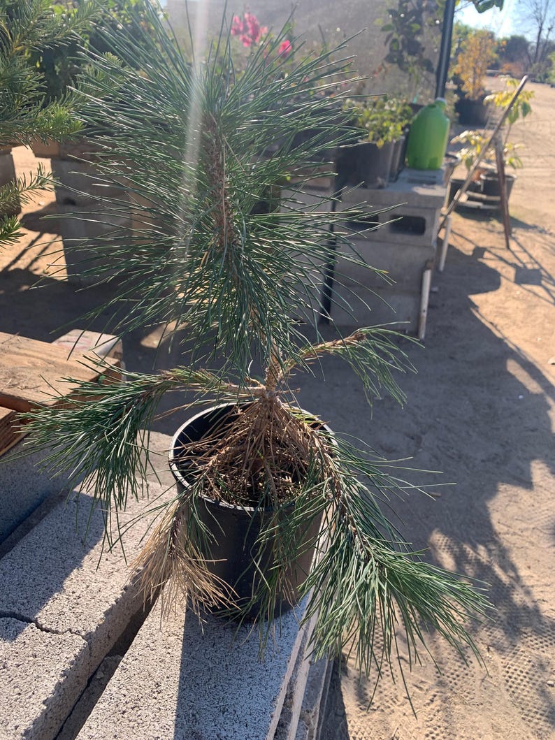 Japanese Black Pine - 6" Pot - Pinus thunbergii - Ideal for Bonsai, Landscaping, Indoor/Outdoor Use