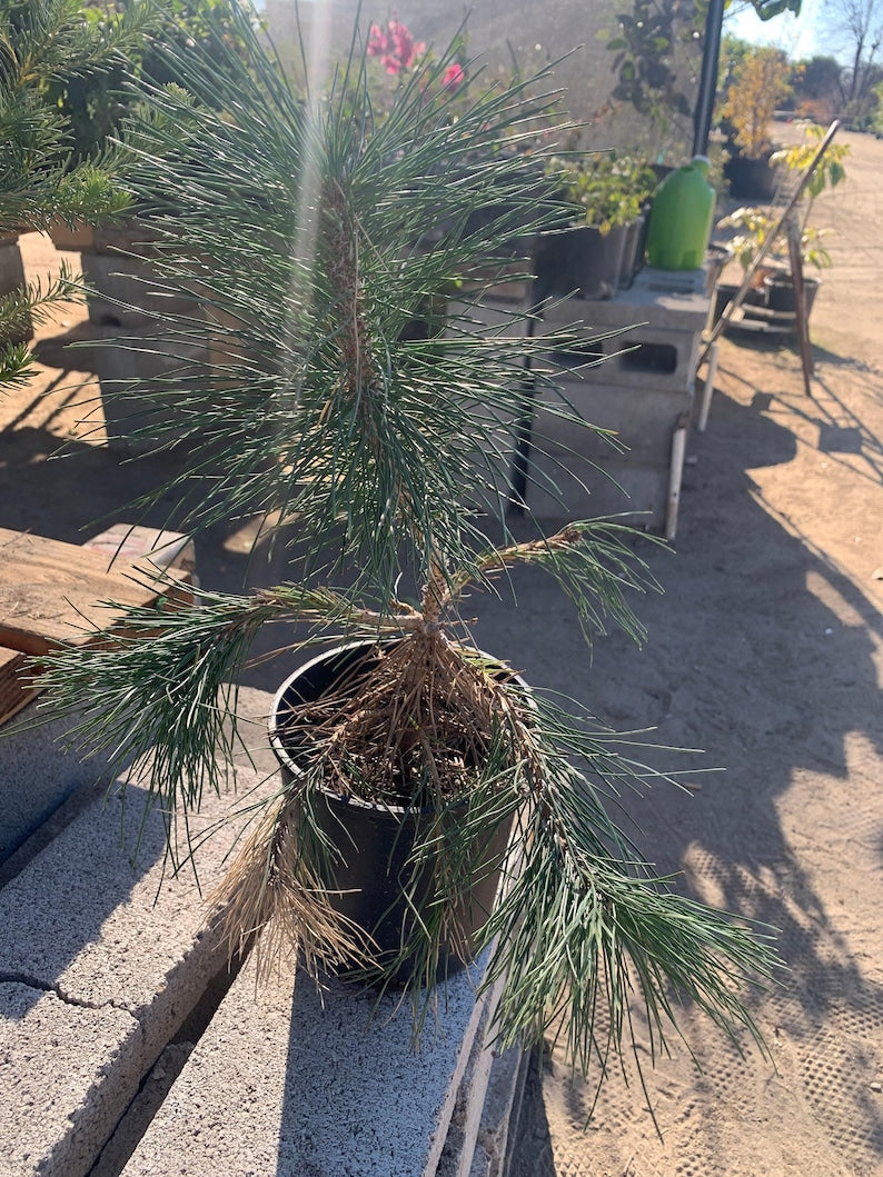 Japanese Black Pine 6" Pot - Pinus Thunbergii - Bonsai Tree, Dwarf Evergreen, Indoor/Outdoor Plant