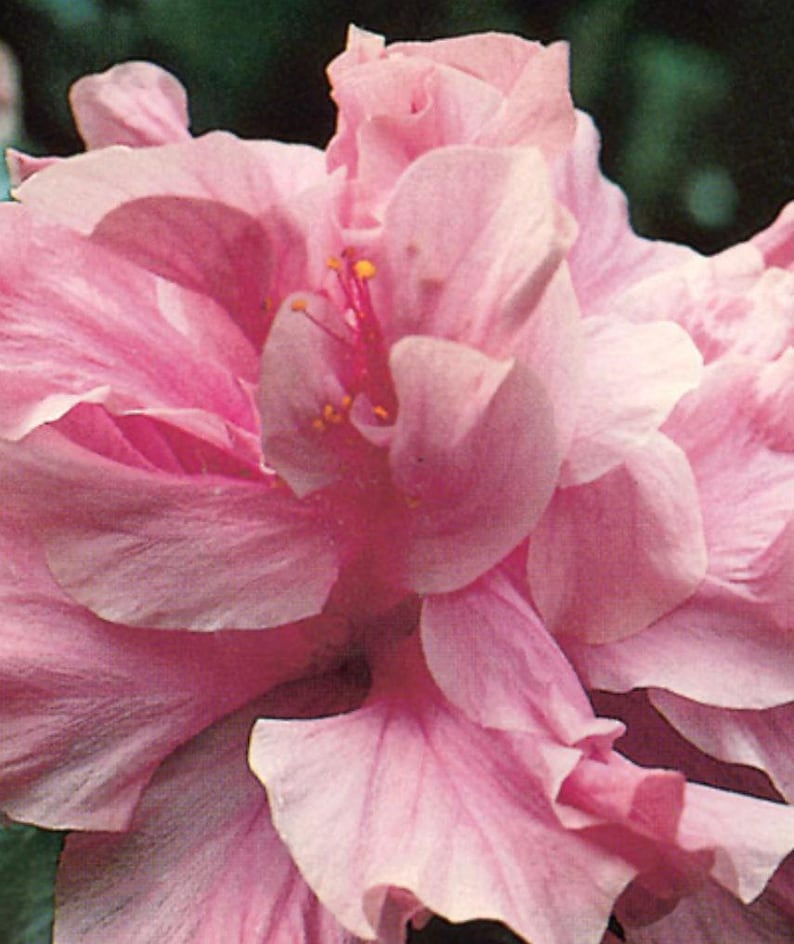 Kona Improve Hibiscus Plant 3 Gal Pot - 2ft Tall - Large Puffy Pink Flowers - Fast-Growing Hibiscus rosa-sinensis