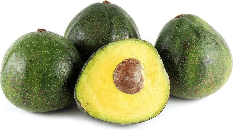 Nabal Avocado Tree - Grafted - 2 to 3 Feet Tall - Ships in 3 Gallon Pot - Persea americana
