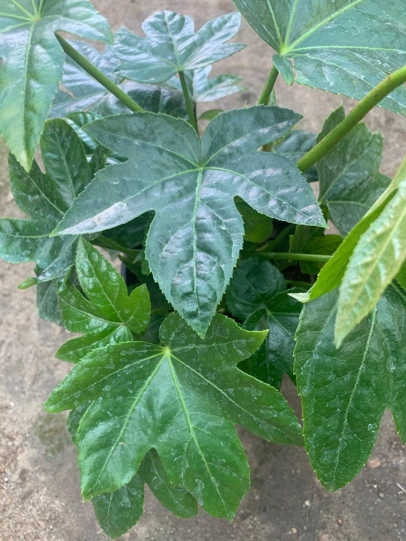 Japanese Aralia Plant in 1 Gallon Pot - Fatsia Japonica - Large Deeply Lobed Leaves - Perfect for Partial Sun & Shade