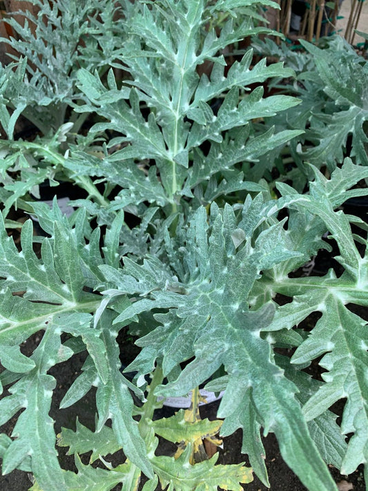 Greenglobe Artichoke Live Plant 6" Pot - Cynara scolymus, 1ft Tall, Edible Vegetable, Garden Plant, Organic Gardening