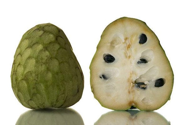 Cherimoya Plant - 1ft Tall - Pierce Variety - Grown in 6" Pot - Annona cherimola