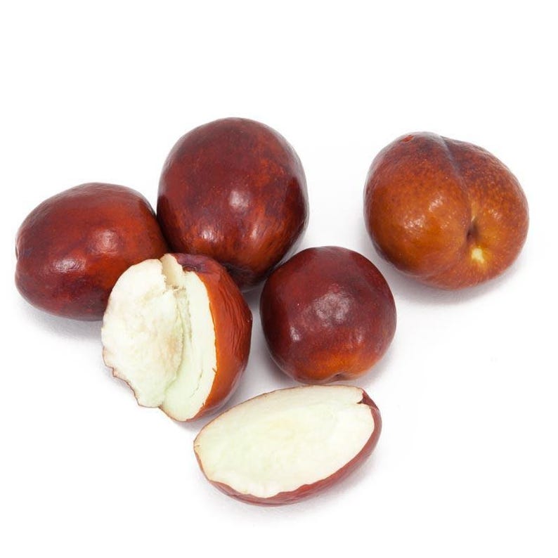 Jujube Tree - Grafted 3gal Pot - Li Variety - Large Fruit - Ziziphus jujuba - Ideal for Zones 5-10