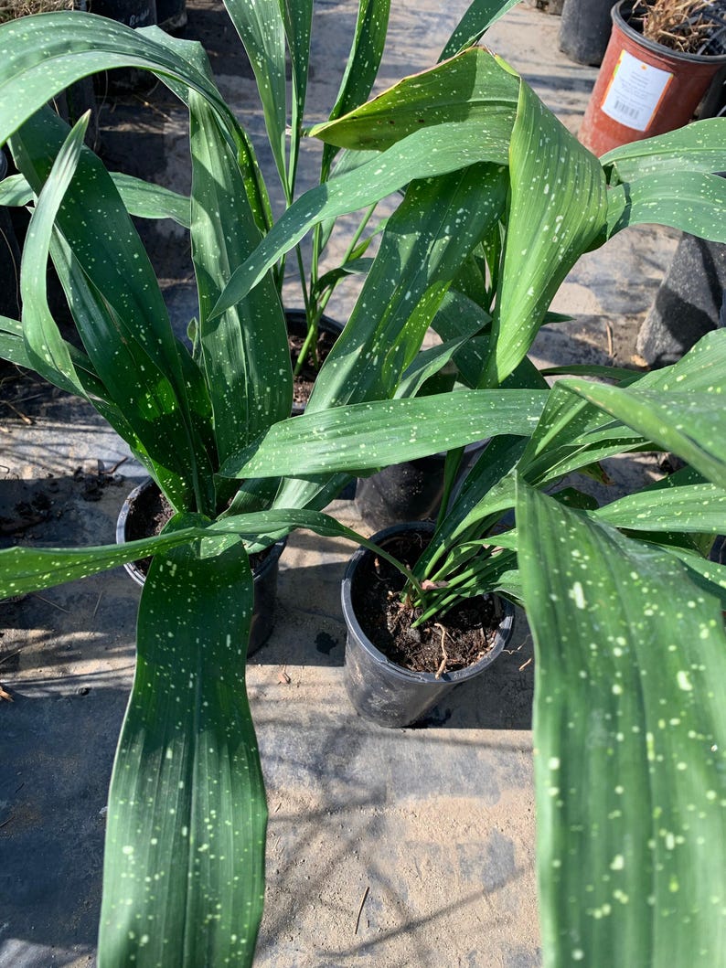 Aspidistra elatior 'Milky Way' Live Plant in 6” Pot - Hardy Cast Iron Plant with Unique White Spots