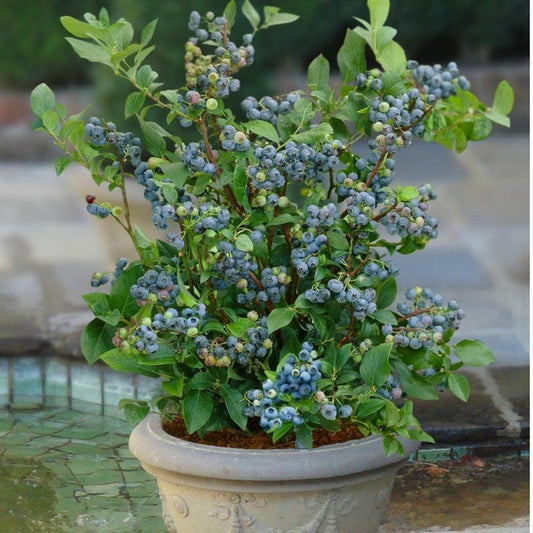 Blueberry Plant - 6" Pot - Sunshine Blue Variety - Vaccinium corymbosum - Semi-Dwarf Evergreen with Pink Flowers