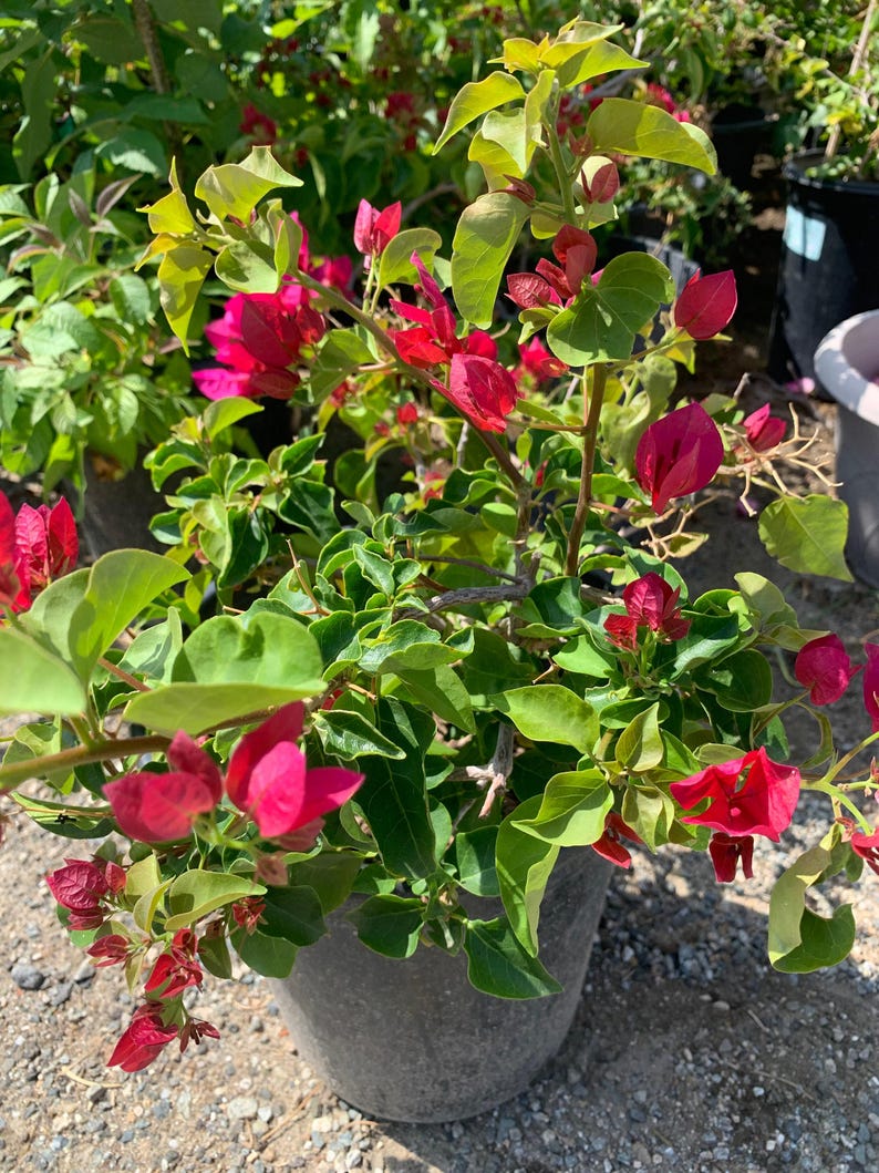 Red Bougainvillea Plant 2 to 3 Feet Tall in 3 Gallon Pot - Bougainvillea glabra
