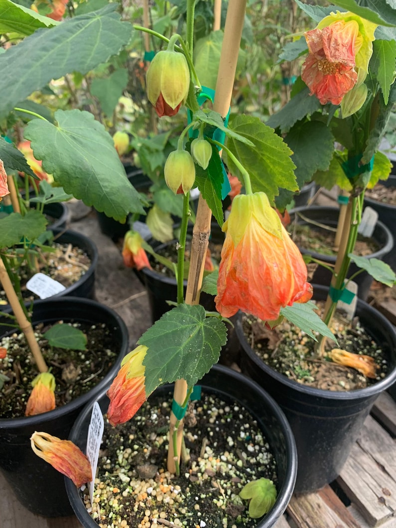 Abutilon 'Victor Reitor' 1 Gallon Pot - Flowering Maple Plant - 1 Foot Tall - Indoor/Outdoor Garden Plant