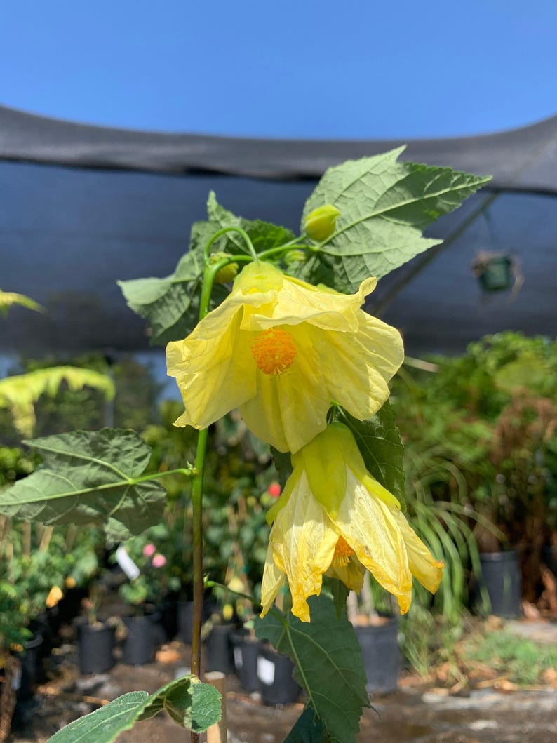 Abutilon Chiffon Live Plant 2ft in 6” Pot - Flowering Maple Evergreen Shrub with Yellow Bell-Shaped Flowers