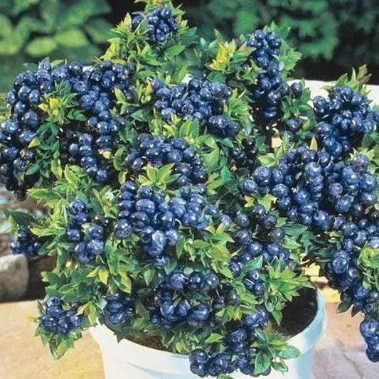 Blueberry Plant - 6" Pot - Blueberry 'Top Hat' - Compact Edible Garden Variety - Vaccinium corymbosum