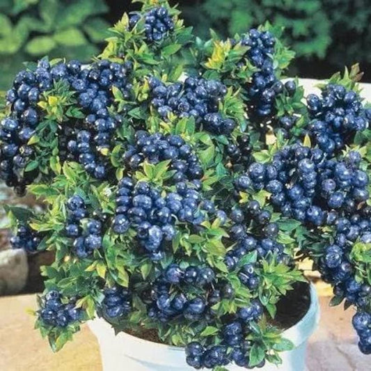 Blueberry Plant - 6" Pot - Top Hat Variety - Compact Edible Garden - Vaccinium corymbosum