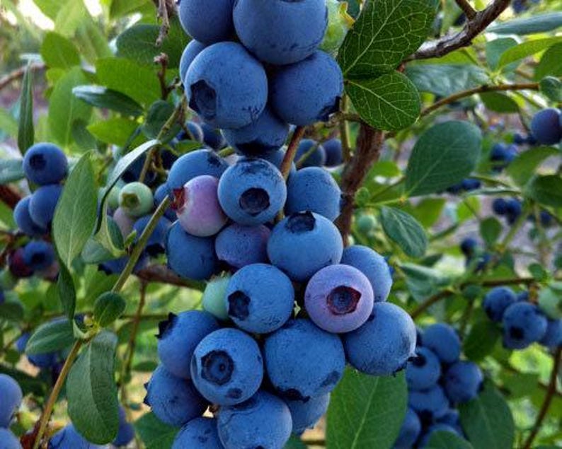 Blueberry Plant 'Rebel' Southern Highbush 3 Gallon Pot - Vaccinium corymbosum - Ideal for Gardens and Containers