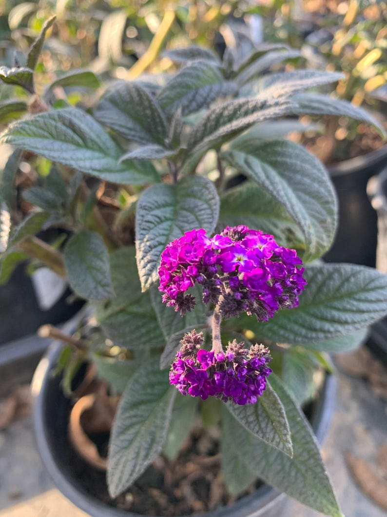 Heliotrope Plant 6" Pot Fragrant Delight Dark Purple Flowers Heliotropium arborescens