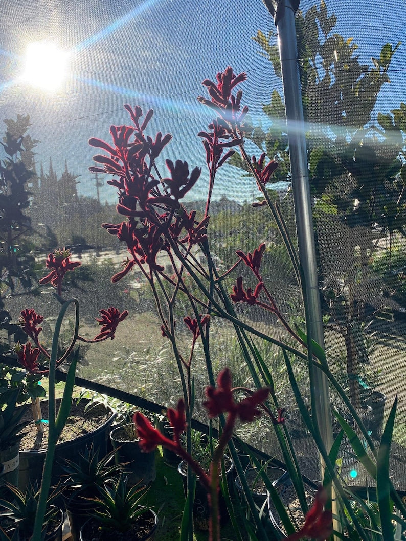 Kangaroo Paw Plant 6" Pot Anigozanthos 'Ruby Velvet' Red Flowers Evergreen Foliage Spring Summer Bloom