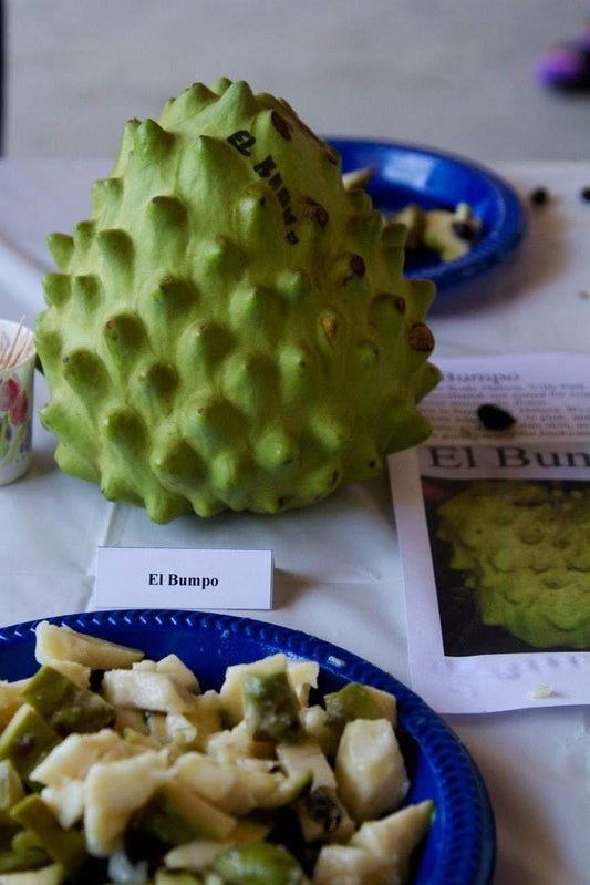 Cherimoya Tree - Grafted 3 Gal Pot - El Bumpo Variety - Annona Cherimola - Fresh Live Plant 1 to 2 Feet Tall