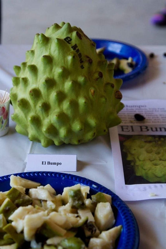 Cherimoya Tree 3 Gal Pot El Bumpo Grafted Live Plant 1-2 Feet Tall Annona cherimola