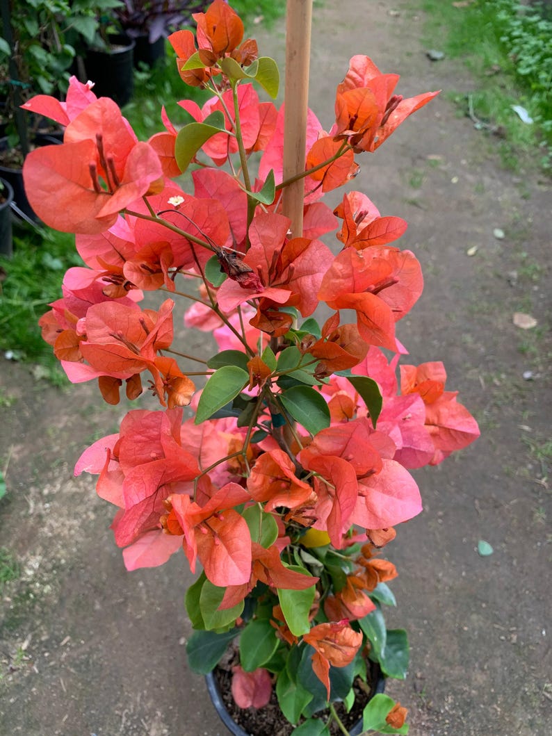 Bougainvillea Live Plant 3 Gal Pot Orange King Varietal (Bougainvillea glabra) 3-4 Feet Tall