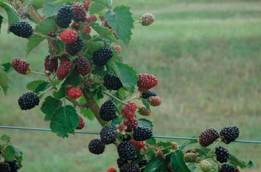 Blackberry Plant - 6" Pot - Prime-Ark Freedom - Everbearing, Disease-Resistant - Rubus fruticosus
