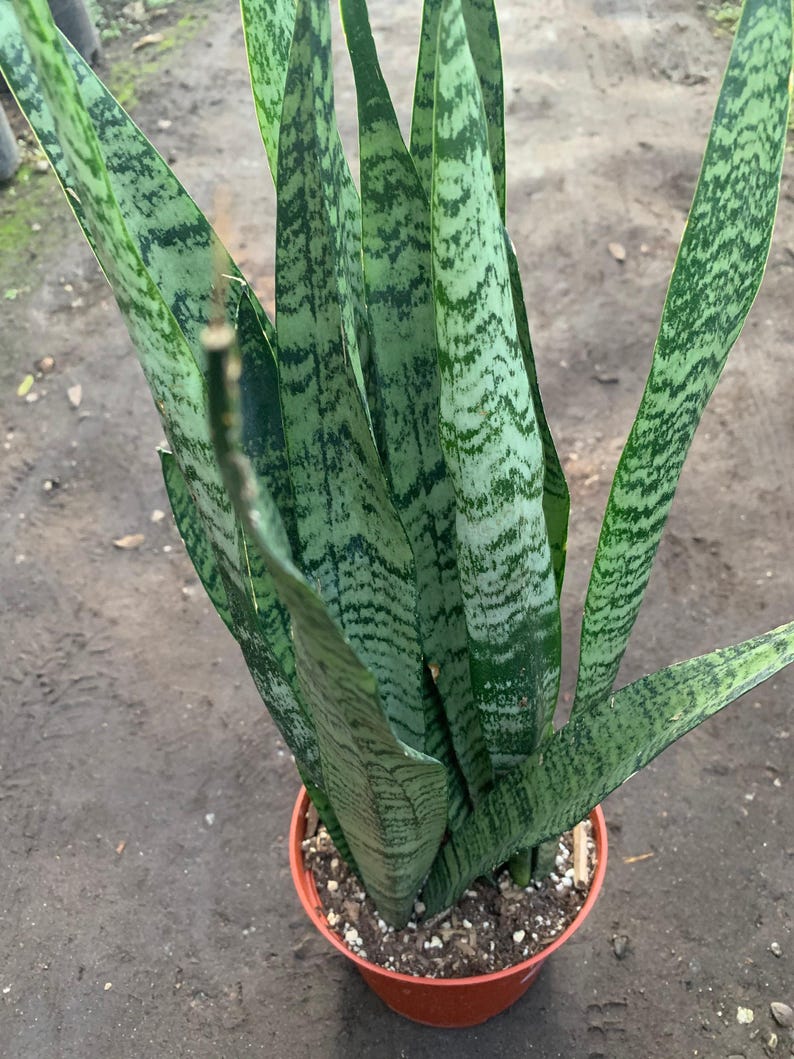 Live Sansevieria Trifasciata Snake Plant - 1 Foot Tall in 6" Pot, 2 Feet Tall in 1 Gallon Pot - Indoor Houseplant