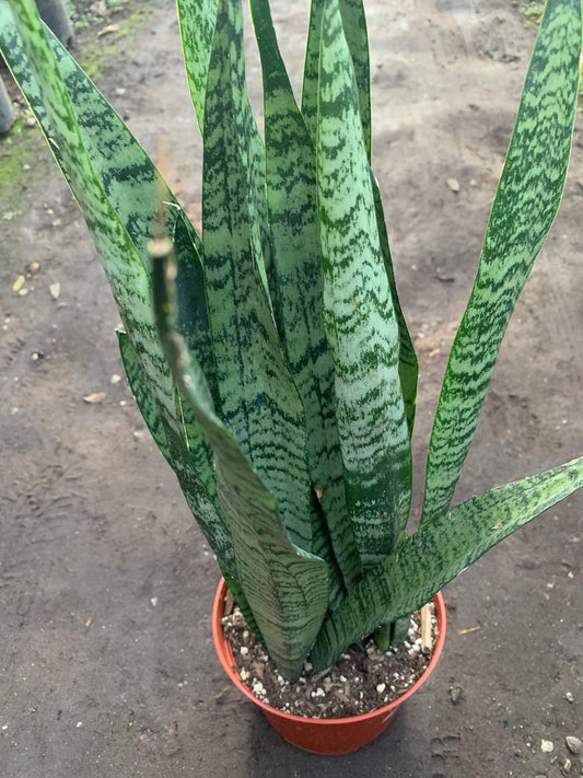 Live Sansevieria Trifasciata Snake Plant - 1 Foot Tall in 6" Pot, 2 Feet Tall in 1 Gallon Pot - Indoor Houseplant