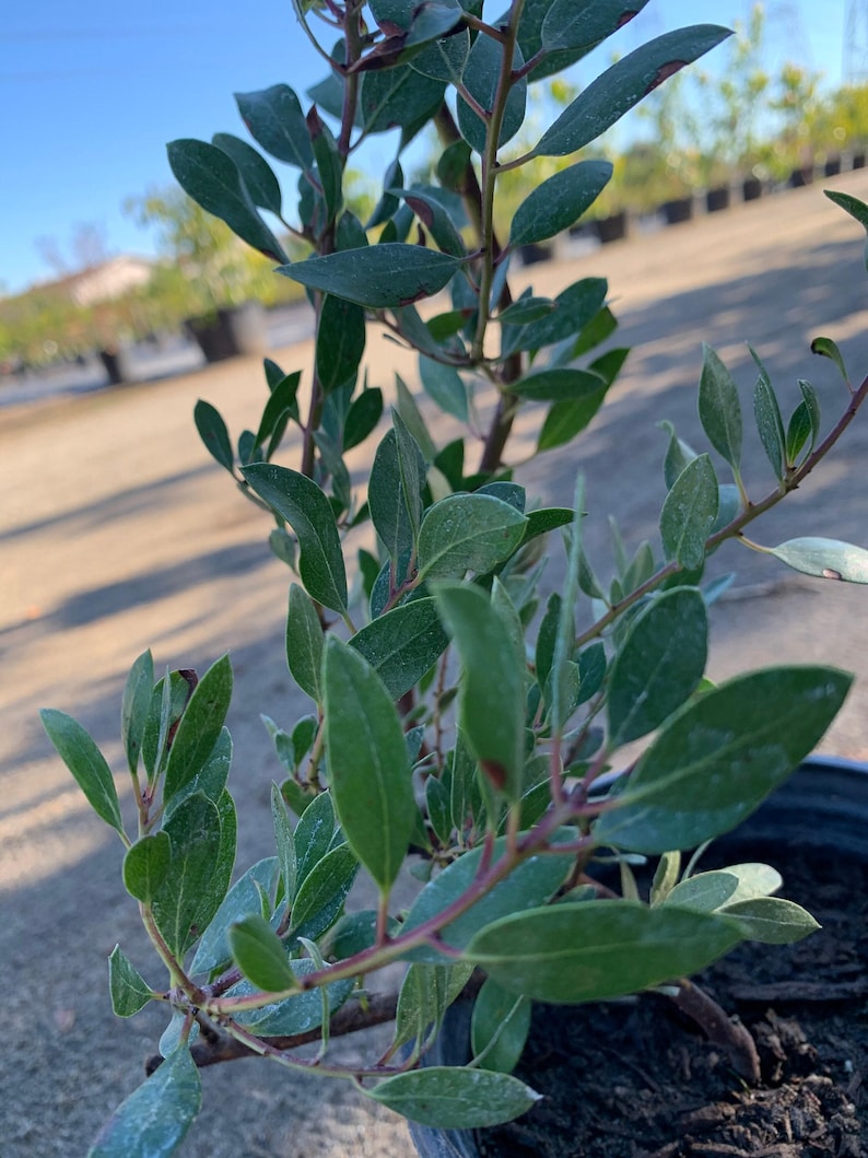 Arctostaphylos 'Howard McMinn' 1 Gallon Pot Medium Shrub with Pink Flowers, Bright Green Foliage, Red Bark