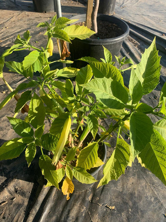 Brugmansia ‘Charles Grimaldi’ Angel Trumpet 3 Gallon – Golden-Apricot Trumpet Flowers – 2 Feet Tall Plant