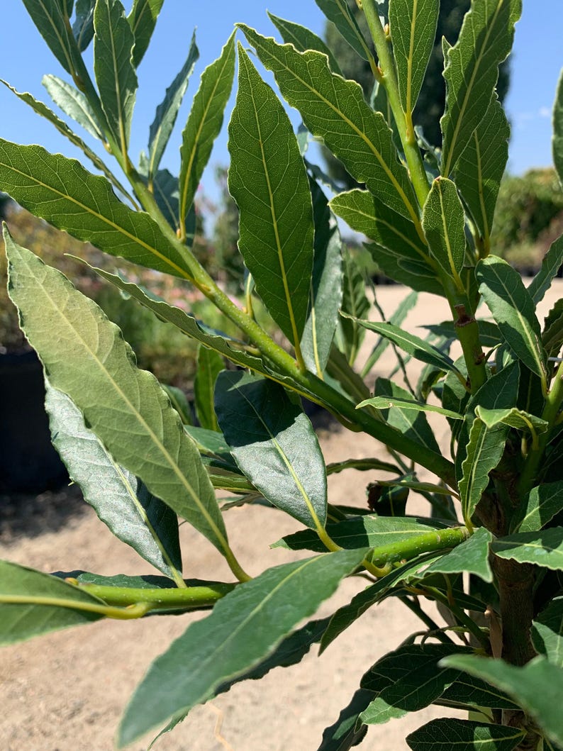 Live Little Ragu Sweet Bay Plant 1-2ft in 6” Pot - Aromatic Foliage for Cooking - Laurus nobilis