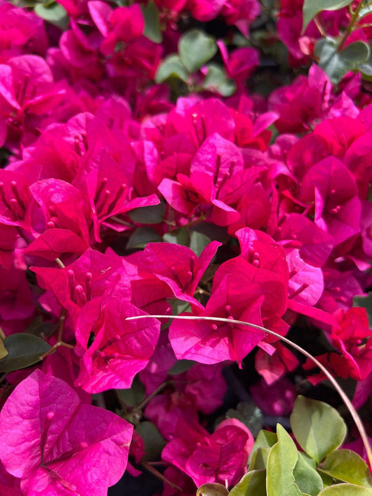 Bougainvillea Plant 1 Gallon Pot La Jolla Variety (Bougainvillea spp.) - Evergreen Shrub for Gardens and Landscapes