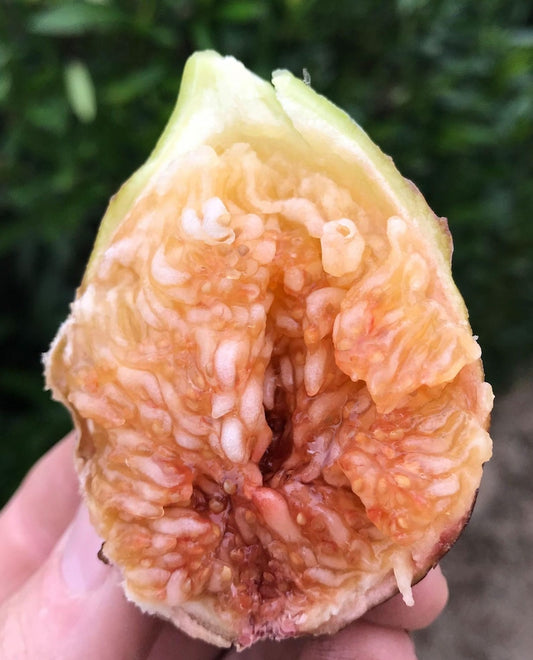 Flanders Fig Tree in 3Gal Pot - 3 to 4 Feet Tall - Ficus carica - Violet Striped Fruits with Amber Flesh, Ideal for Warm Climates