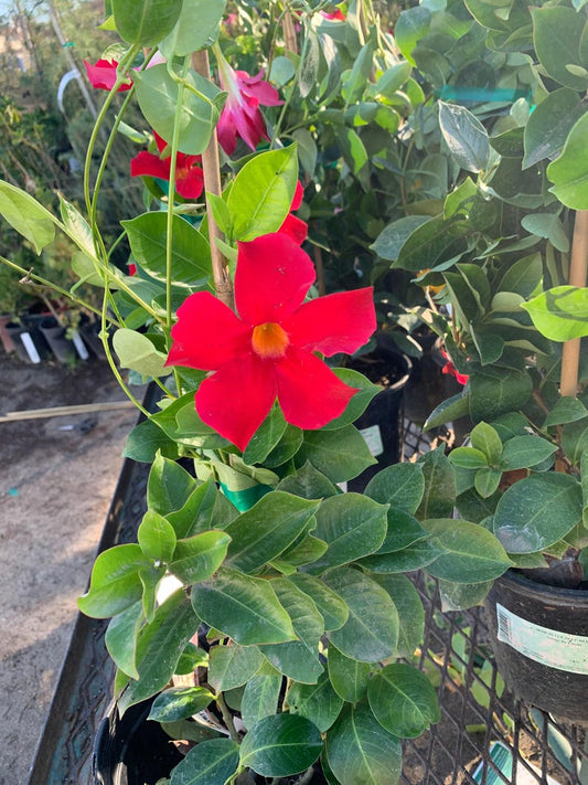 Mandevilla Bella Scarlet Live Plant 1-2ft Tall in 6” Pot - Mandevilla spp. Red Blooming Vine for Garden or Patio