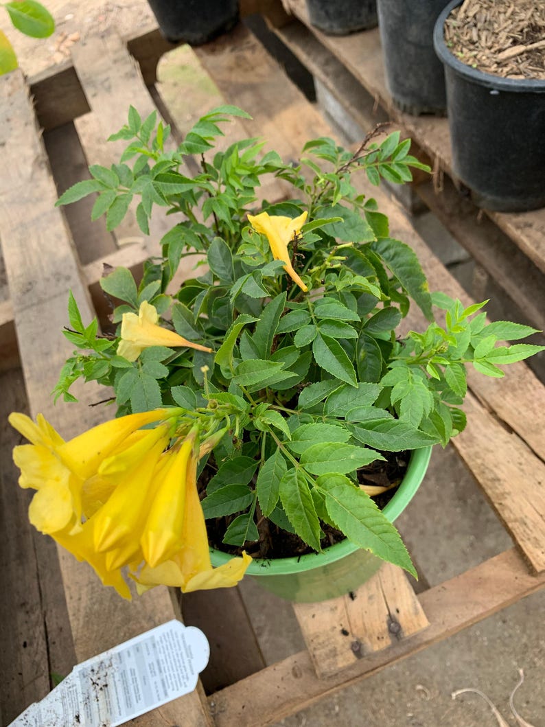 Yellow Tacoma Sun Trumpet Live Plant in 6" Pot - Tecoma stans, 4-8" Tall, Vibrant Yellow Blooms, Ideal for Gardens and Landscapes