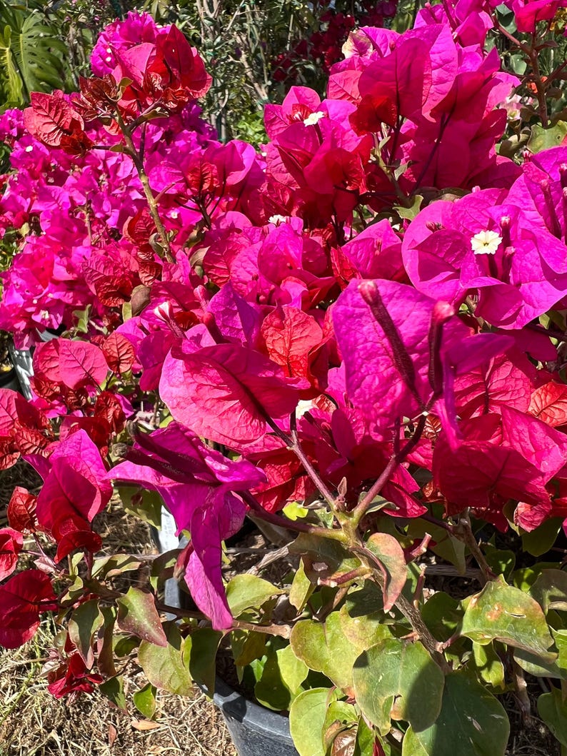 Bougainvillea Plant in 3 Gallon Pot - Temple Fire Variety - 1 to 2 Ft Tall - Tropical Flowering Bush