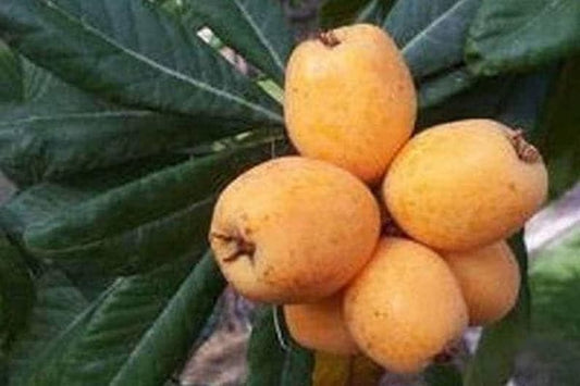 Big Jim Loquat Seedling Tree - 1 ft Tall - Live Plant in 6" Pot - Eriobotrya japonica